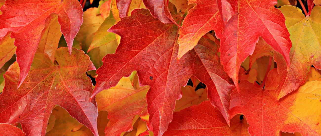 pexels-pixabay-235767